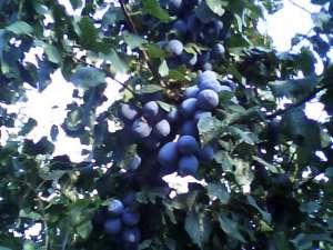 Vand Prune 2012