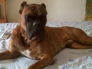 ofer mascul de boxer tigrat pentru imperechere in varsta de 3 ani jumatate, fara pedigree, cu vaccin