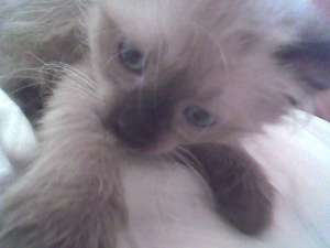 birmaneze