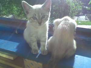 birmaneze