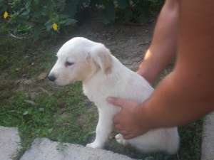 vand golden retriever!!!!!!!!!!!!!!