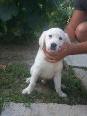 vand golden retriever!!!!!!!!!!!!!!