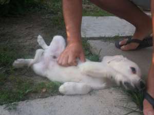 vand golden retriever!!!!!!!!!!!!!!