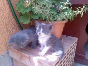 Donez 3 pisicuti iubitori si jucausi