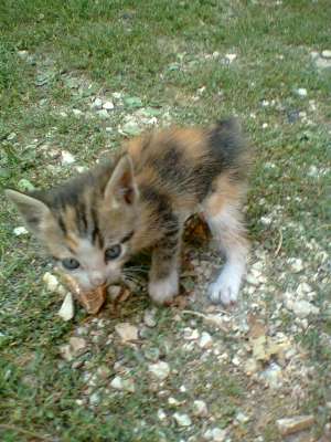 Dau spre adoptie pisoiasi jucausi.