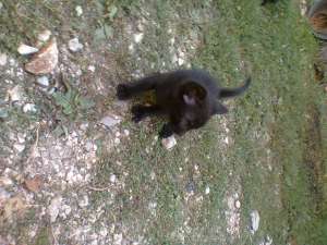 Dau spre adoptie pisoiasi jucausi.