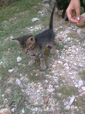 Dau spre adoptie pisoiasi jucausi.