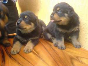 VAND PUI ROTTWEILER