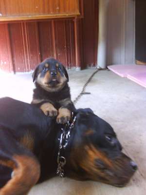 VAND PUI ROTTWEILER