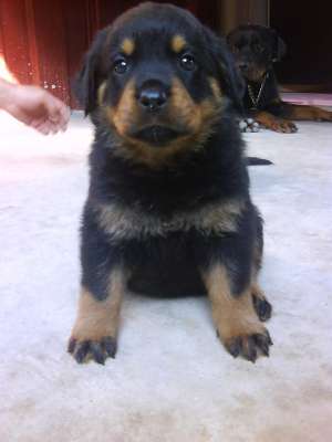 VAND PUI ROTTWEILER