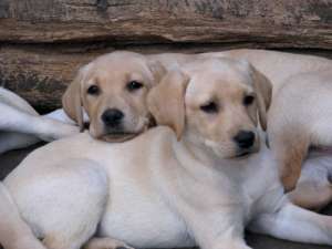 ofer de vanzare labrador cu pedigree