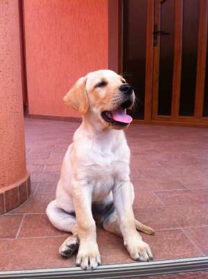 ofer de vanzare labrador cu pedigree