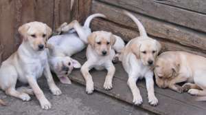 ofer de vanzare labrador cu pedigree