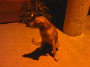 Gasit caine metis labrador Pictor andreescu