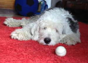 Mascul Bobtail pentru monta