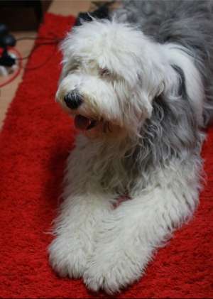 Mascul Bobtail pentru monta