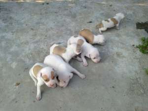Vand Amstaff
