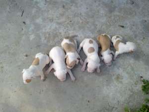 Vand Amstaff