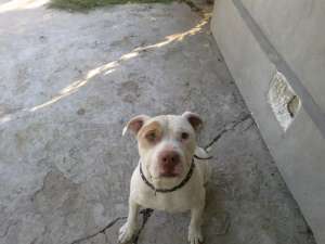 Vand Amstaff