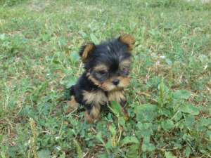 vand pui yorkshire terrier toy (yorki)