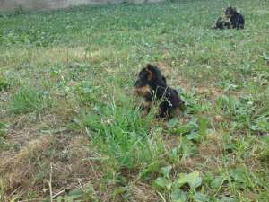 vand pui yorkshire terrier toy (yorki)