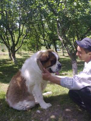 saint  bernard