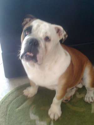 Vand bulldog englez