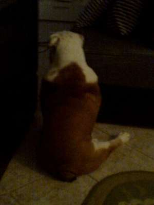 Vand bulldog englez