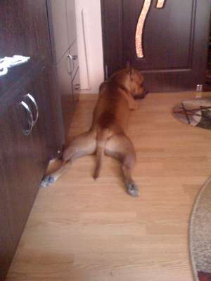 Mascul amstaff monta