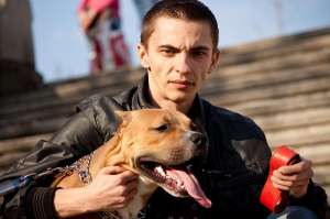 Mascul amstaff monta
