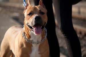 Mascul amstaff monta