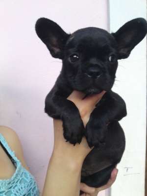 vand pui bulldog francez
