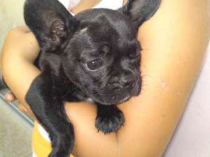 vand pui bulldog francez