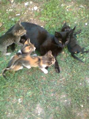 Dau spre adoptie pisica