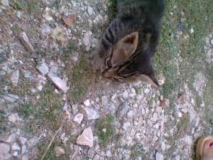 Dau spre adoptie pisica