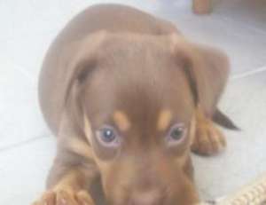 Doberman pui fetita