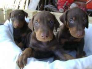 Doberman pui fetita