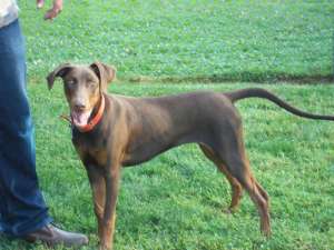 Doberman pui fetita