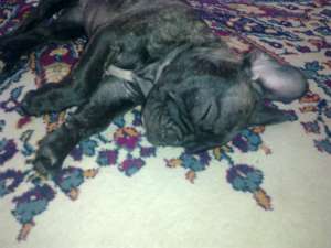 vand bulldog francez