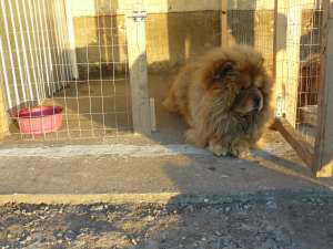 vand chow chow femela gestanta
