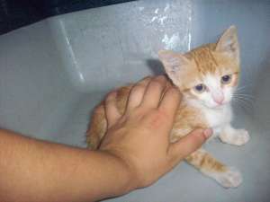 American Shorthair donatie