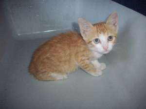 American Shorthair donatie