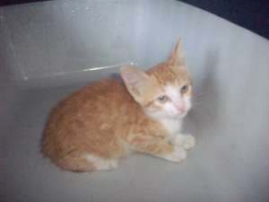 American Shorthair donatie