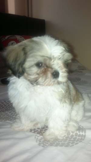caine shi tzu