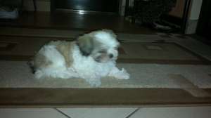 caine shi tzu