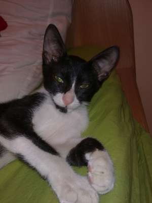 Motanel 3 luni - adoptie