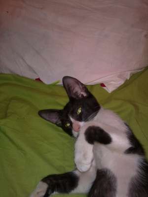 Motanel 3 luni - adoptie