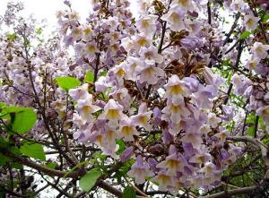 Paulownia ELONGATA / TOMENTOSA puiet 20 cm - octombrie 2013