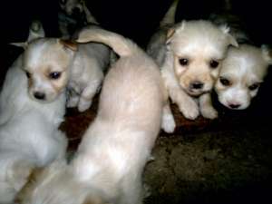 Pui metis de bichon