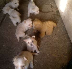 Pui metis de bichon